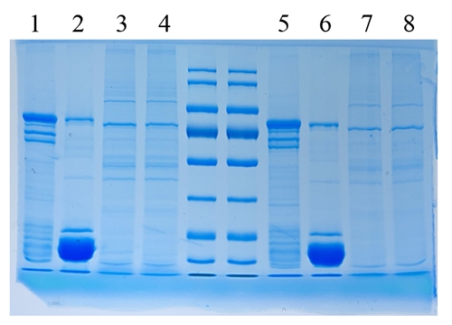 5 एक्स एसडीएस-पेज प्रोटीन लोडिंग बफर (गंध रहित, कम प्रकार)