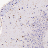 जीबी 11226 एंटी-माइलिन बेसिक प्रोटीन खरगोश पीएबी