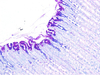 एबी-पास धुंधला किट ग्लाइकोप्रोटीन रंग अभिकर्मक