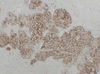 Immunoblotting एंटीबॉडी के लिए एंटी-कैमरिन 16 माउस मैब