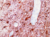 IHC के लिए एंटी-गैप माउस एमएबी एंटीबॉडी