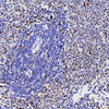 Immunoblotting पश्चिमी ब्लॉट के लिए एंटी-पीसीएनए खरगोश पाब