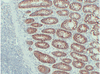 इम्यूनोलॉजी प्राथमिक एंटीबॉडी के लिए एंटी-सेकाम माउस मैब