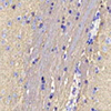 एंटी-गैप 43 खरगोश पाब न्यूरोडेवलोपमेंटल इम्यूनोब्लोटिंग