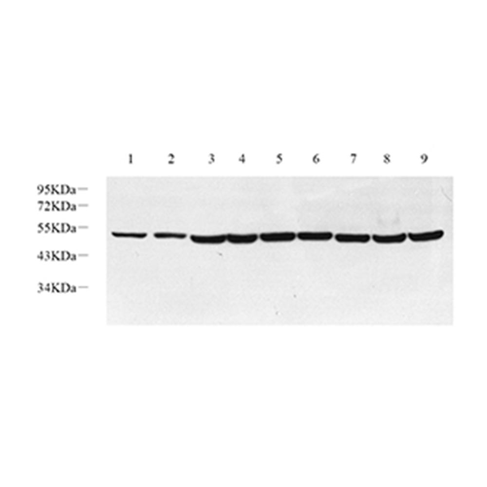 GB11138-1 शुद्धि विरोधी न्युन खरगोश पब