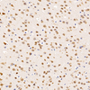 GB11138 जैविक विरोधी न्युन खरगोश पब