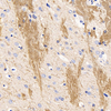 GB11226-1 एंटी-मैमेलिन बेसिक प्रोटीन खरगोश पीएबी