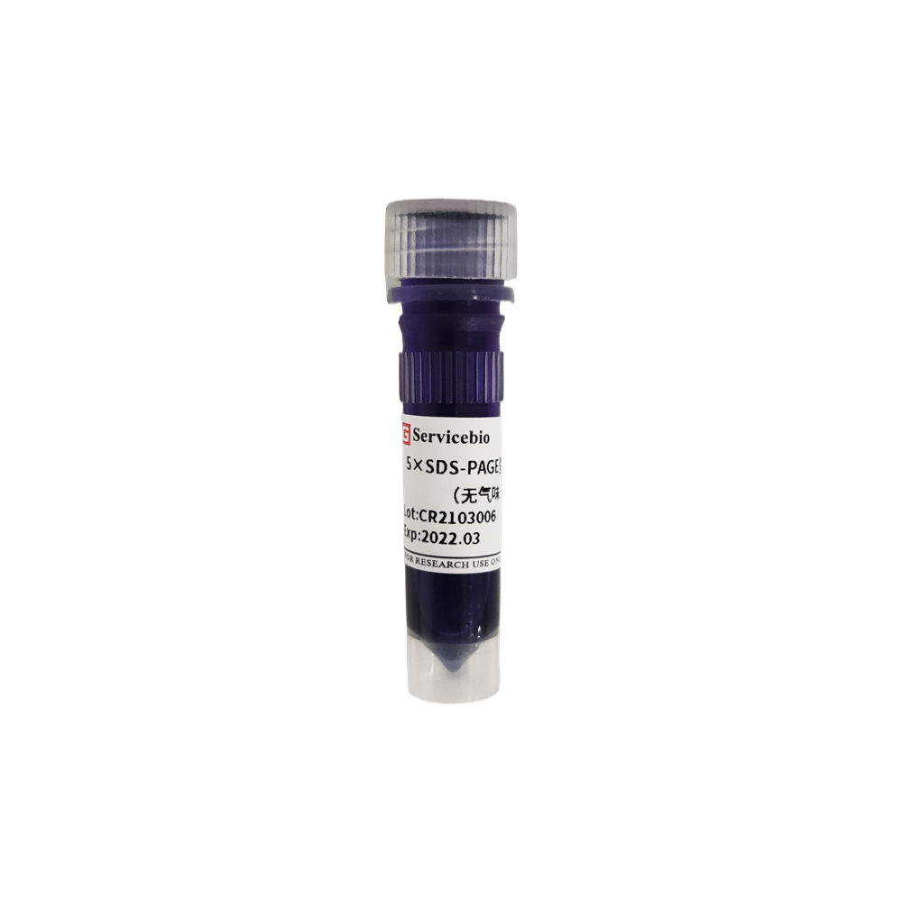 5 एक्स एसडीएस-पेज प्रोटीन लोडिंग बफर (गंध रहित, कम प्रकार)