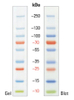 10-250 केडीए प्रोटीन सीढ़ी पृष्ठ शासक प्रोटीन मार्कर